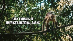 Baby Animals of America's National Parks on Shree Sanatan TV - past program