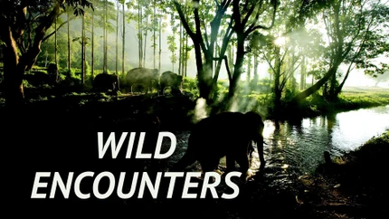 Wild Encounters on Epic