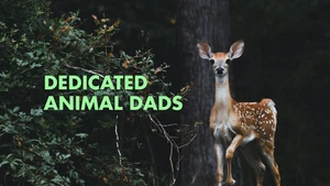 Dedicated Animal Dads on Animal Planet Hindi - past program