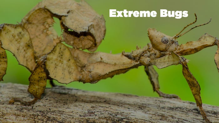 Extreme Bugs Episode No.1 on JioTV