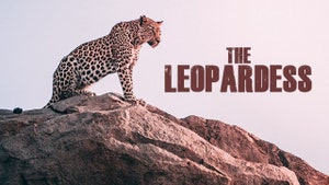 The Leopardess on Animal Planet Hindi