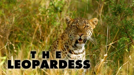 The Leopardess on Animal Planet HD World