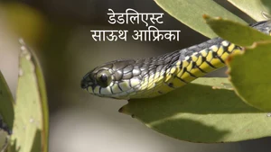 Deadliest South Africa on Animal Planet Hindi - past program
