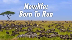 Newlife: Born To Run on Animal Planet Hindi