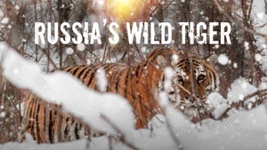 Russia's Wild Tiger on Nat Geo Wild HD - past program
