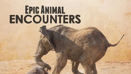 Epic Animal Encounters on Animal Planet English
