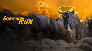 Wildebeest: Born to Run on Animal Planet English - past program