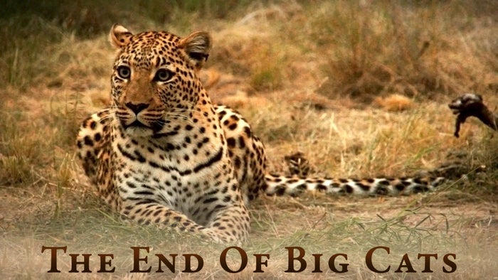 The End of the Big Cats Episode No.3 on JioTV