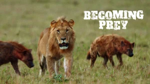 Becoming Prey on Animal Planet Hindi