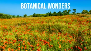 Botanical Wonders on Taiwan Plus - past program