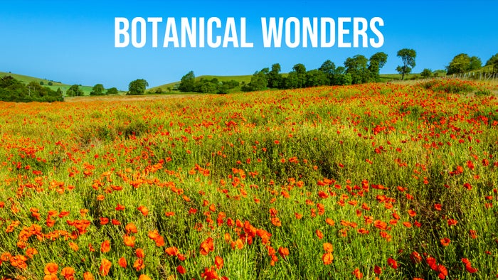 Botanical Wonders on JioTV