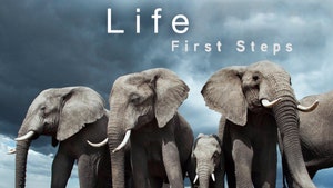 Life: First Steps on Animal Planet English - past program