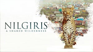Nilgiris - A Shared Wilderness on National Geographic HD - past program