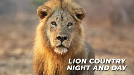 Lion Country: Night and Day on Animal Planet HD World