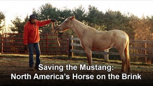 Saving the Mustang: North America's Horse on the Brink on INWILD - past program