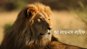 A Lions Life on Animal Planet English - past program