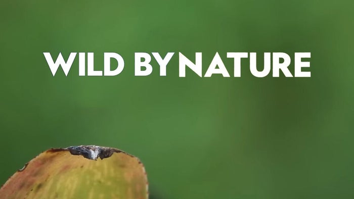 Wild By Nature on JioTV