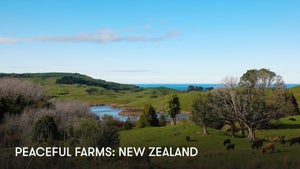 Peaceful Farms: New Zealand on Stingray Naturescape - past program