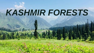 Kashmir Forests on DD Kashir - past program