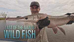 Last of the Giants: Wild Fish Episode 3 on National Geographic HD - past program