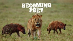 Becoming Prey on Animal Planet HD Tamil - past program