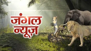 Jungle News on News Nation - past program