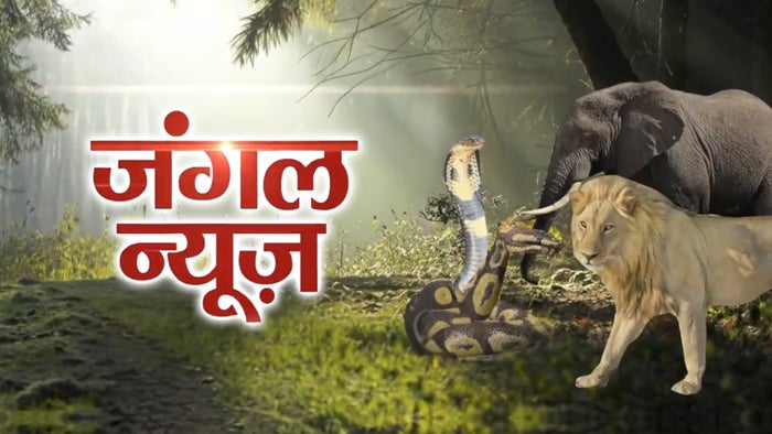 Jungle News on JioTV