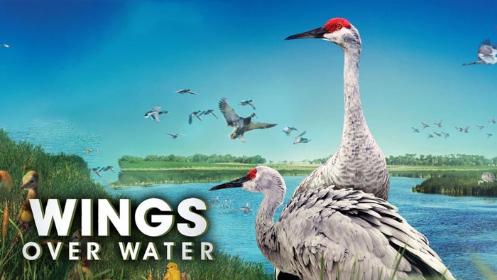 Wings Over Water on JioTV