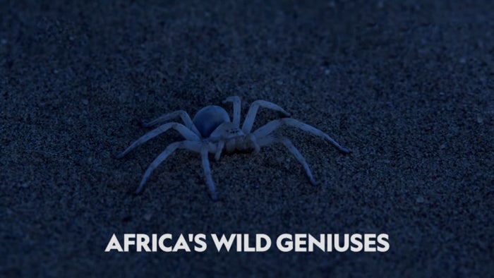 Africa's Wild Geniuses on JioTV