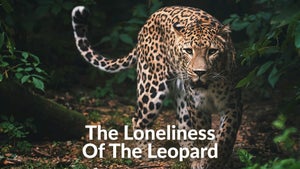 The Loneliness of the Leopard on Animal Planet HD English - future program