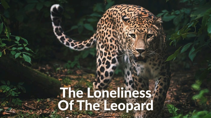 The Loneliness of the Leopard on JioTV