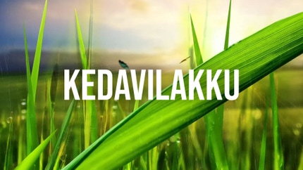 Kedavilakku on Shalom