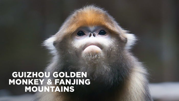 Guizhou Golden Monkey & Fanjing Mountains on JioTV