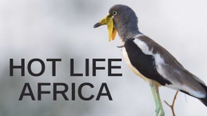 Hot Life Africa on Animal Planet Hindi