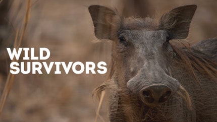 Wild Survivors on Animal Planet HD Tamil