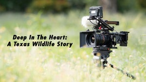 Deep In The Heart: A Texas Wildlife Story on Animal Planet Tamil - past program