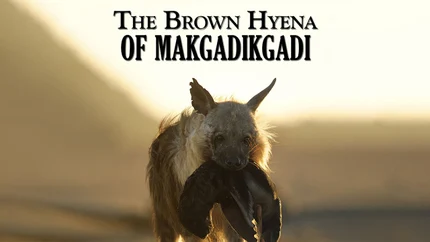 Brown Hyenas Of The Makgadikgadi on Animal Planet English