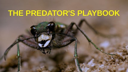 The Predator's Playbook on Animal Planet HD Tamil