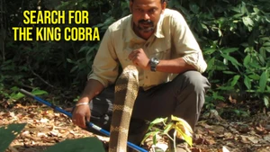 Search For The King Cobra on Animal Planet HD Hindi - past program