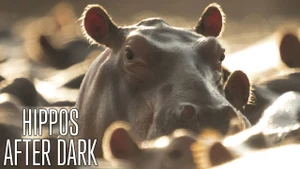 Hippos After Dark on Animal Planet Hindi