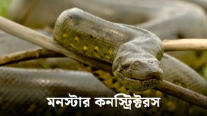 Monster Constrictors on Nat Geo Wild HD - past program