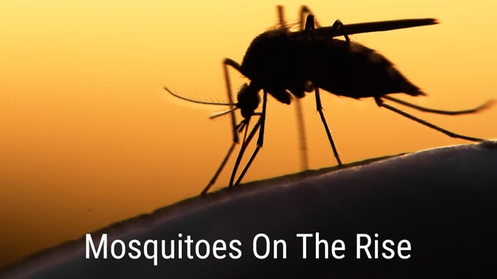 Mosquitoes On The Rise on JioTV