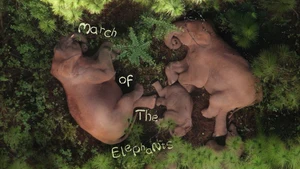 March of the Elephants on Animal Planet Hindi - past program