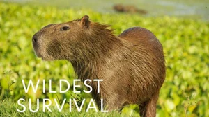 Wildest Survival on Animal Planet Hindi - past program