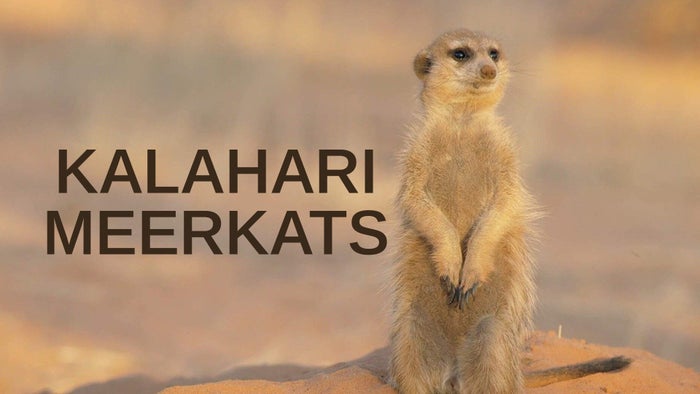 Kalahari Meerkats Episode No.2 on JioTV