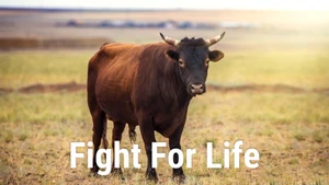 Fight For Life on Animal Planet HD Hindi - past program