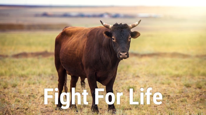 Fight For Life on JioTV