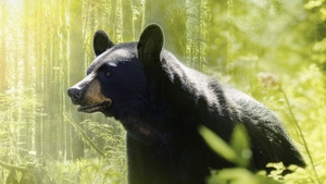 Islands: Nature's Wild Laboratories on Animal Planet HD Tamil - past program