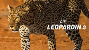 The Leopardess on Animal Planet Hindi - past program