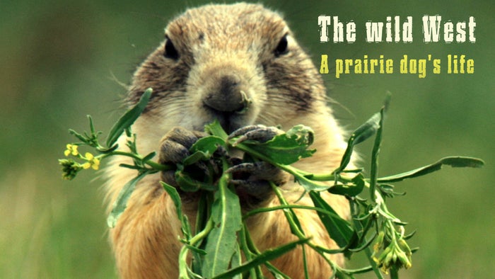 The wild West: a prairie dog's life Episode No.3 on JioTV